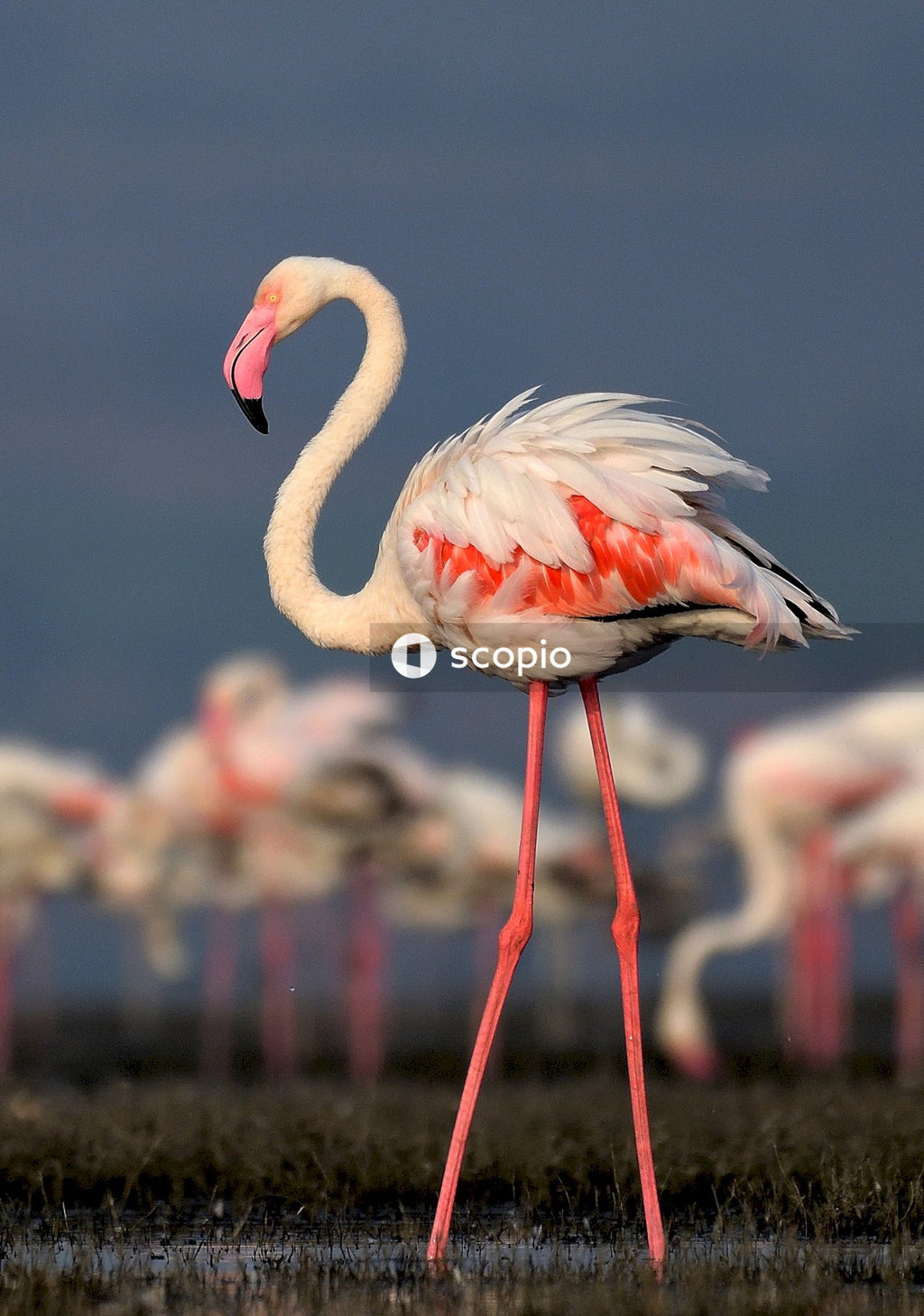 Greater flamingo on shallow water