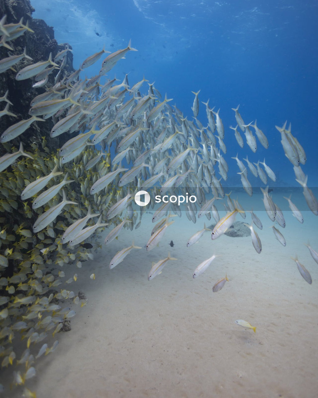 Underwater shot of marine life
