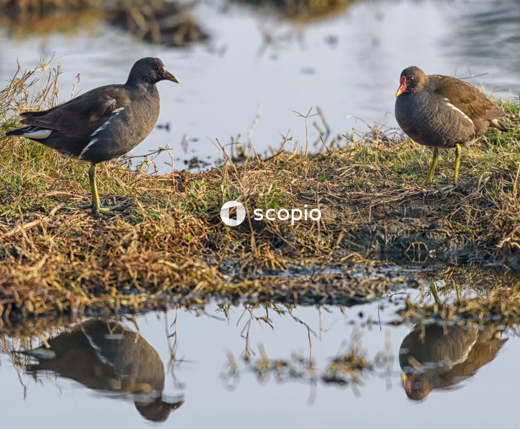 Black duck on brown grass