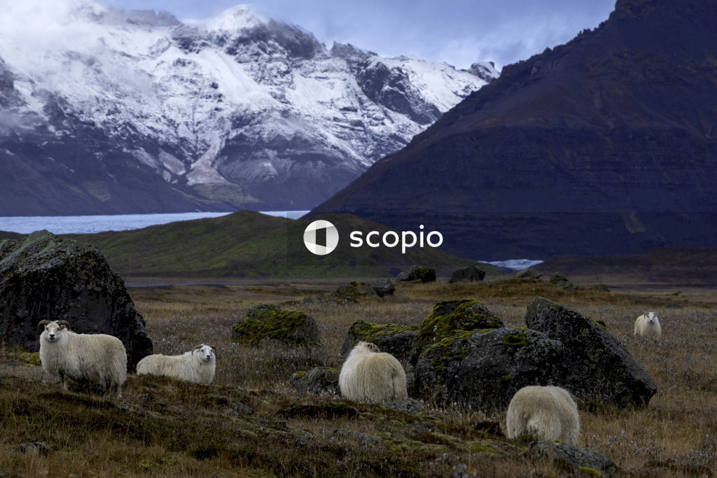 White Sheep standing on ground covered with snowy mountain