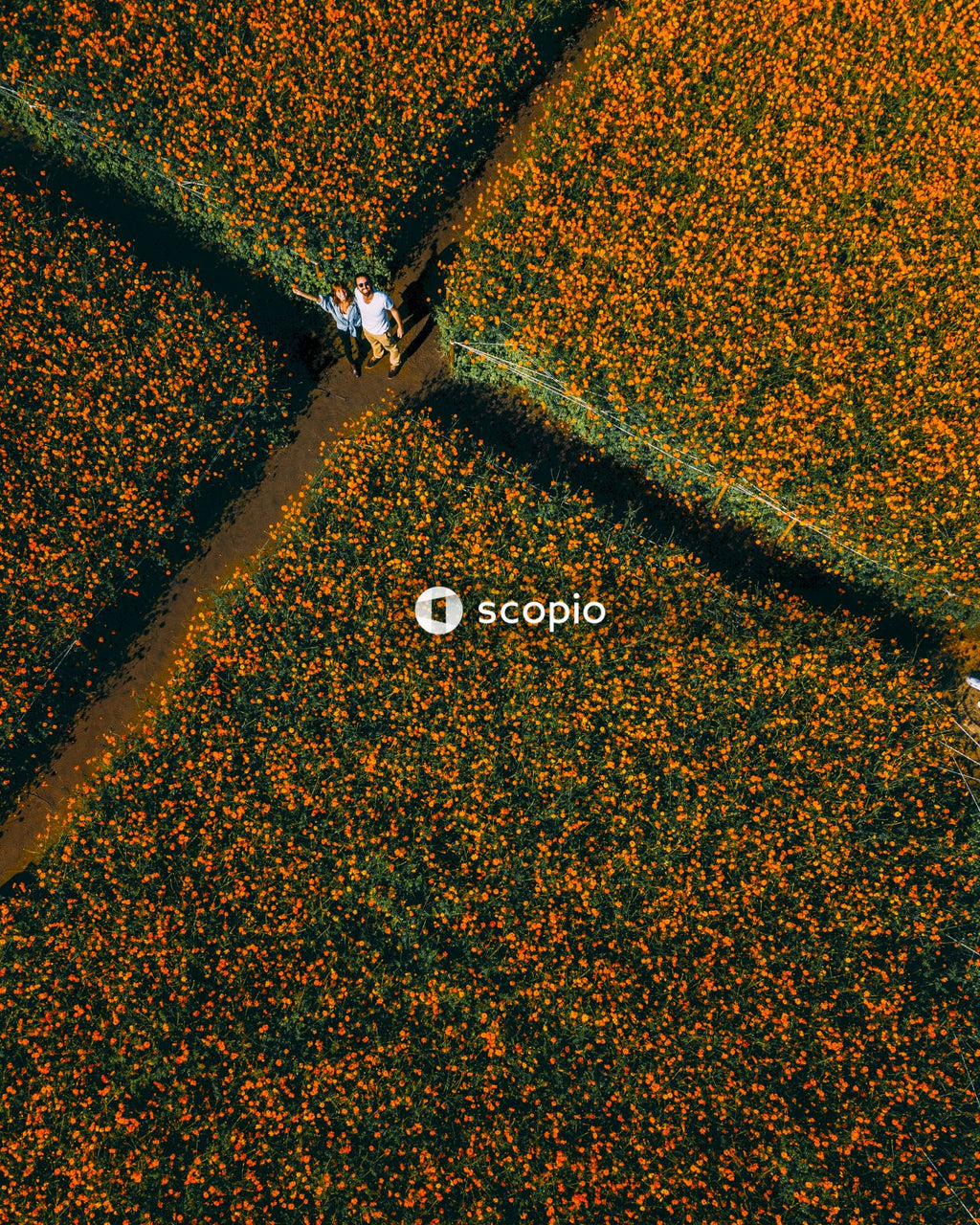 High angle view of a man and woman standing in the middle of cross pathways on flower field