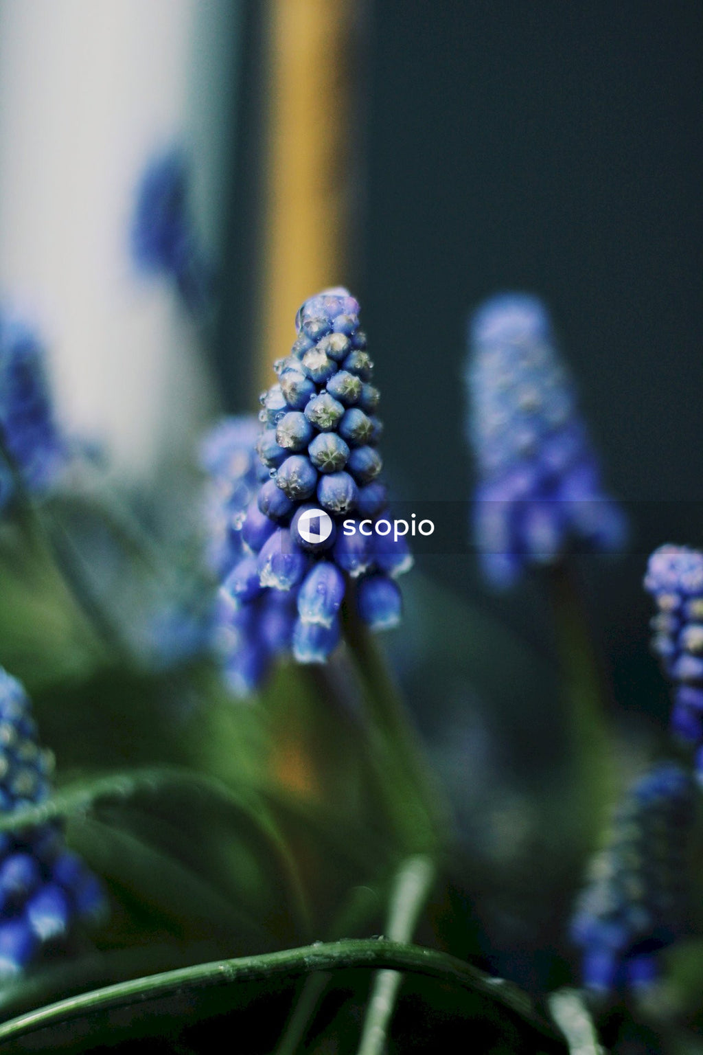 Purple flower buds in tilt shift lens