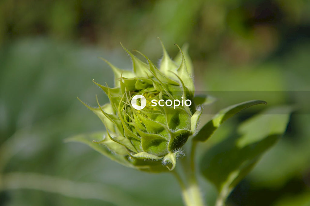 Green plant in macro lens