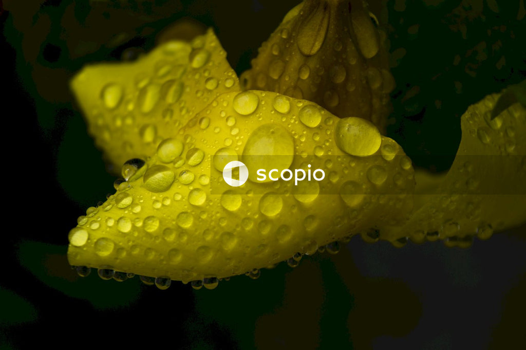 Water droplets on yellow flower