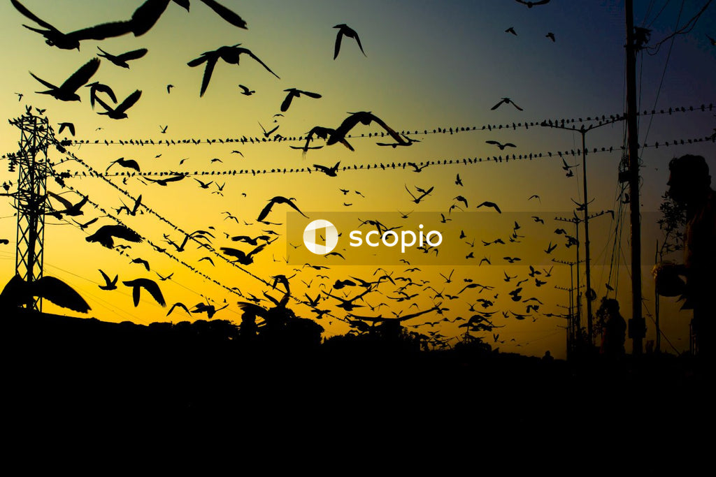 Silhouette of birds flying during sunset
