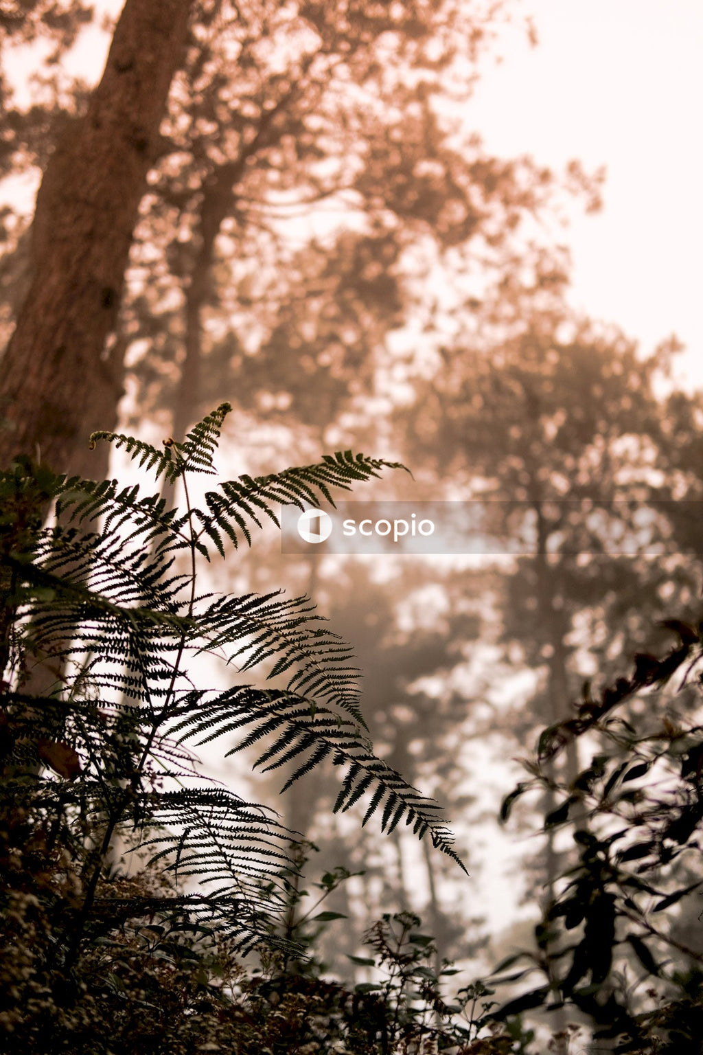Green leaf tree
