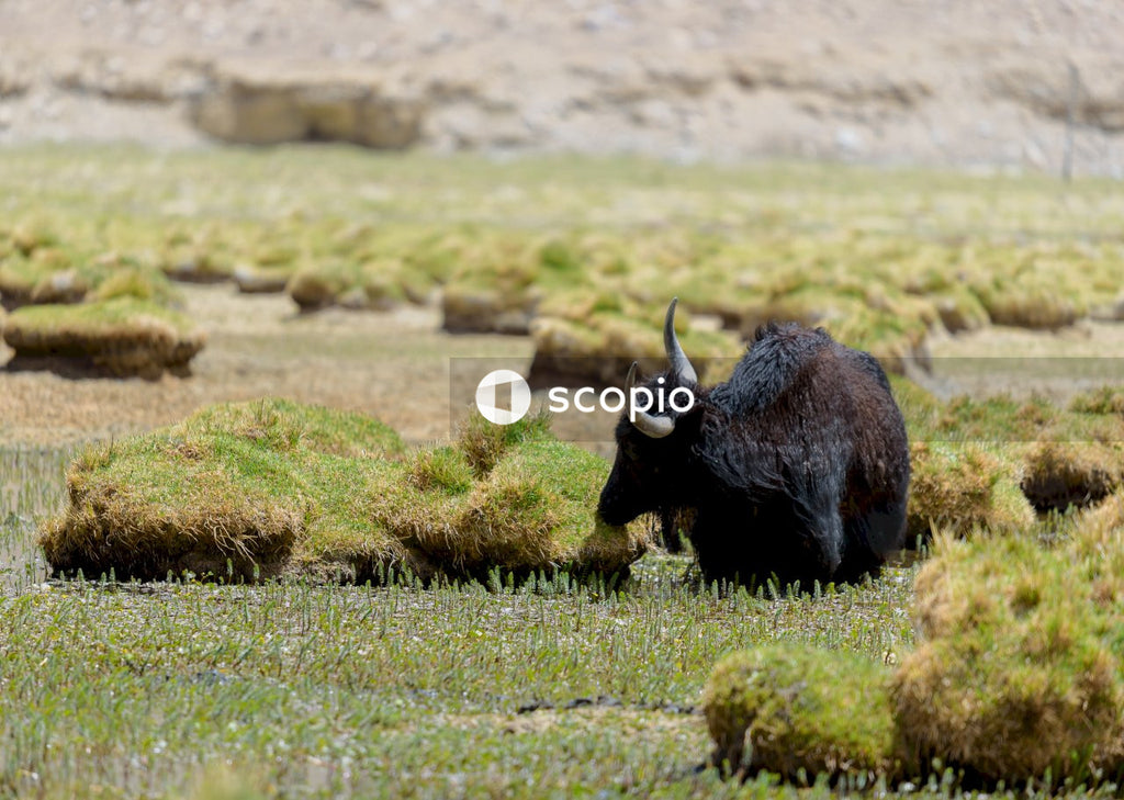 Black yak on green grass field