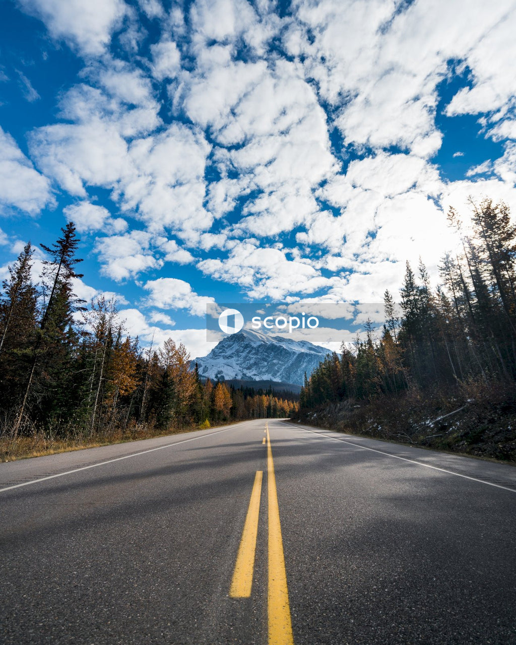Gray concrete road between green trees under white clouds and blue sky