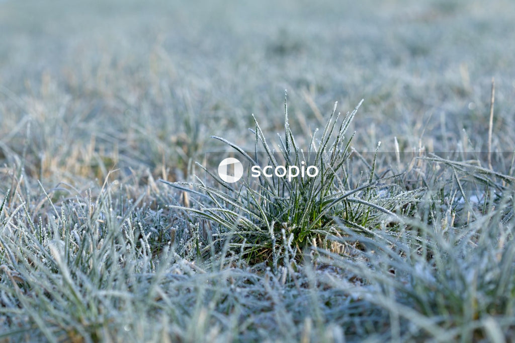 Green grass on brown soil
