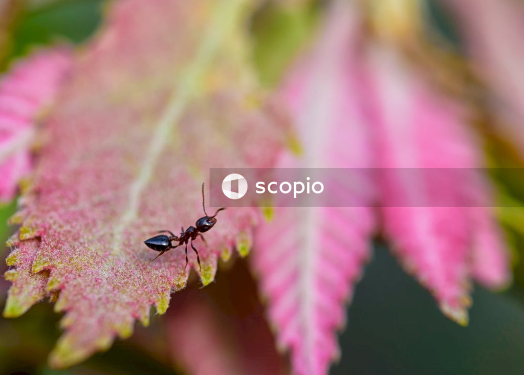 Black ant on pink flower
