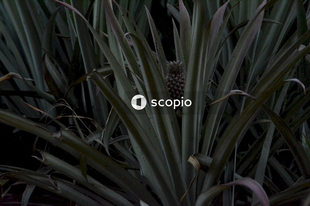 Green and brown pineapple plant
