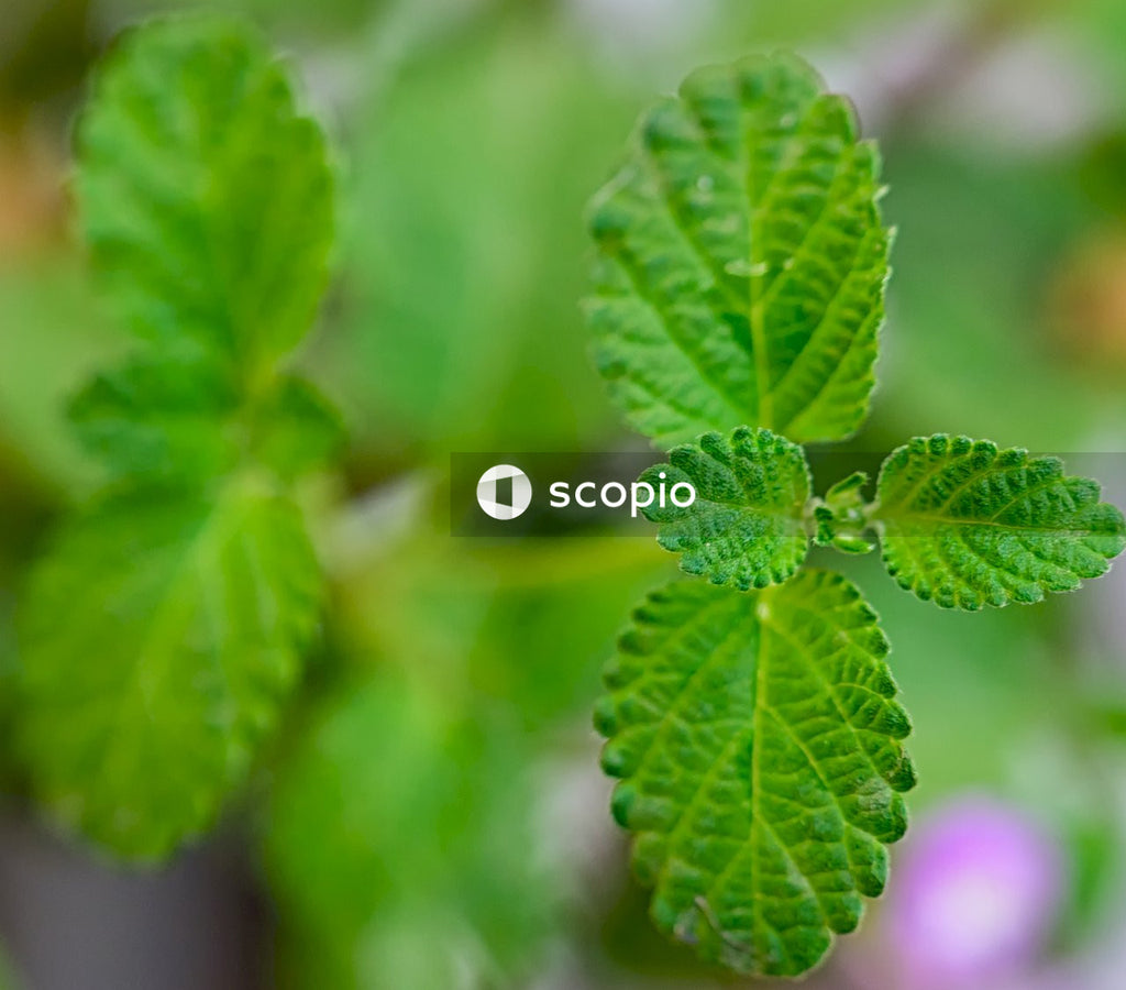 Green leaf plant in close up