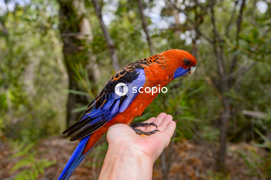 Parrot Sitting on Person's Palm in Forest