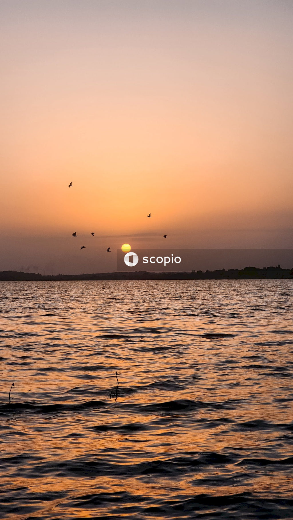 Birds flying over the sea during sunset