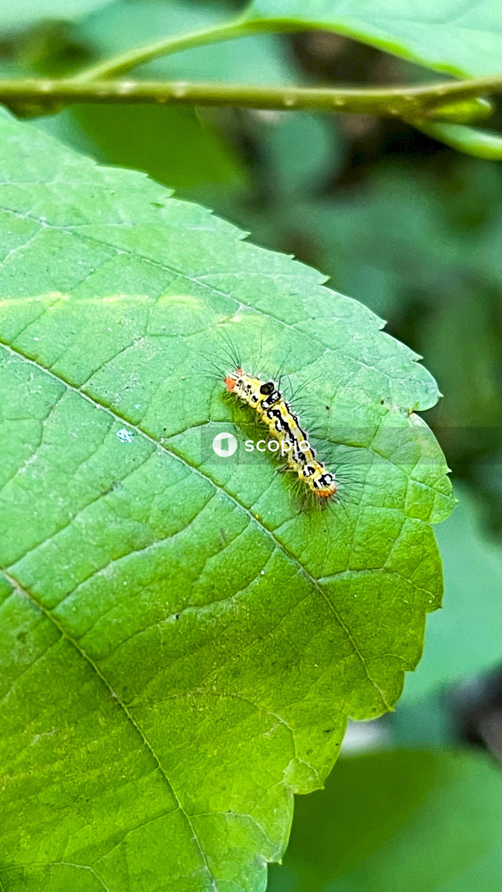 Black and brown caterpillar on green leaf in close up