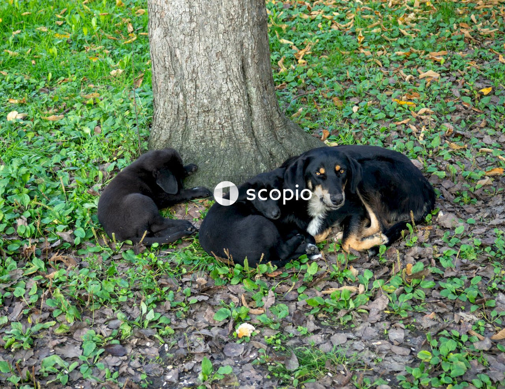 Black and brown short coated dog lying on green grass