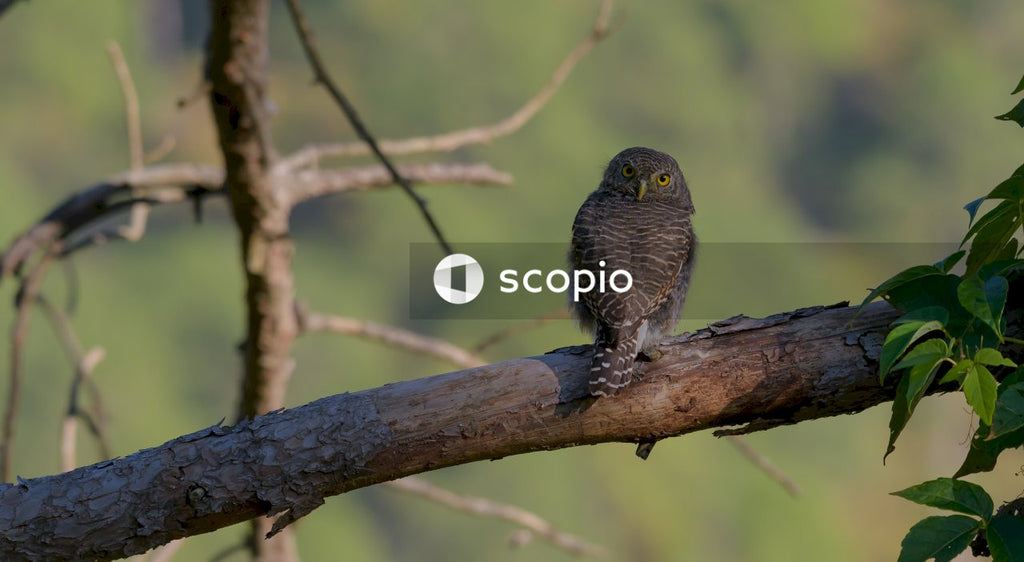 Black and gray owl on brown tree branch