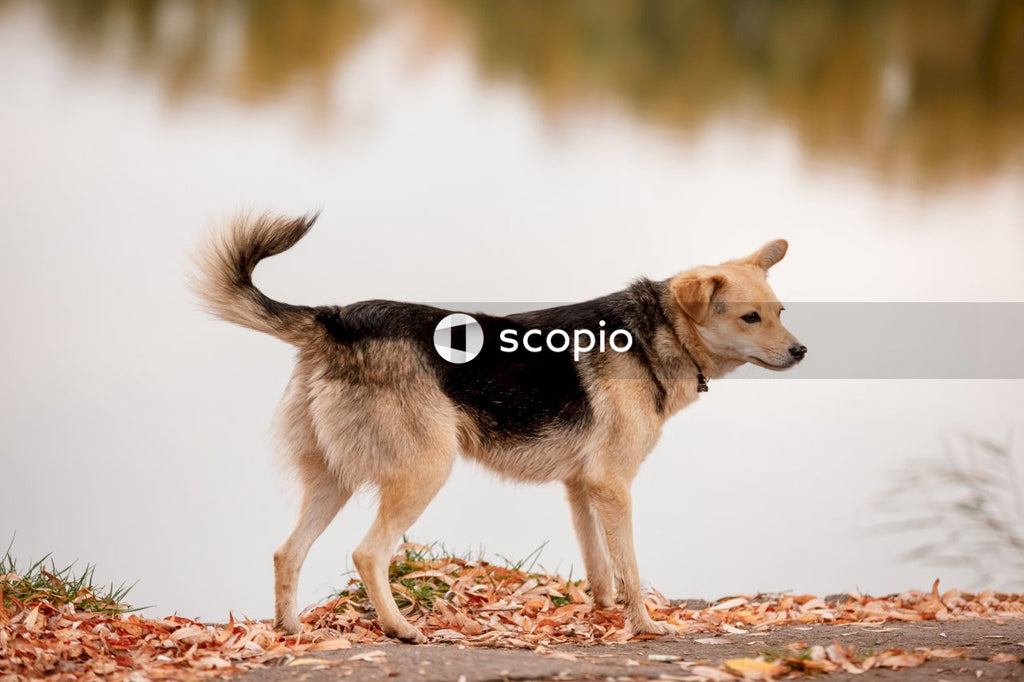 Black and tan german shepherd puppy