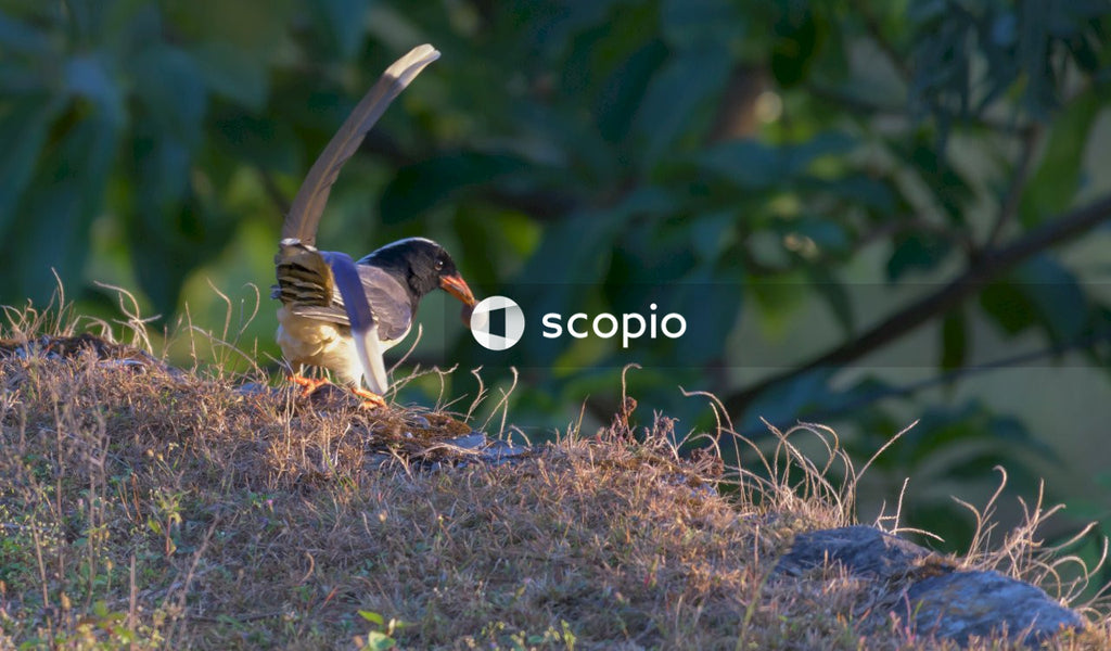 Black and white bird on brown grass