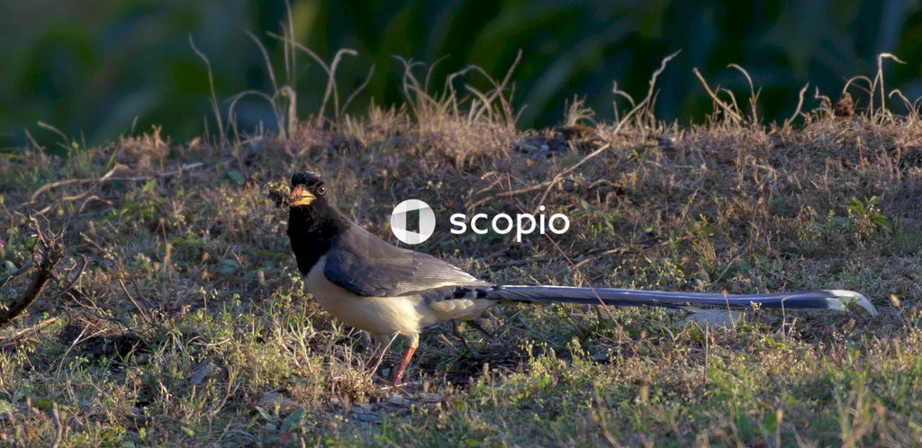 Black and white bird on brown stick