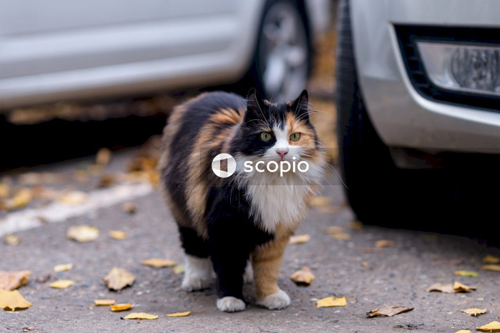 Black and white cat on road