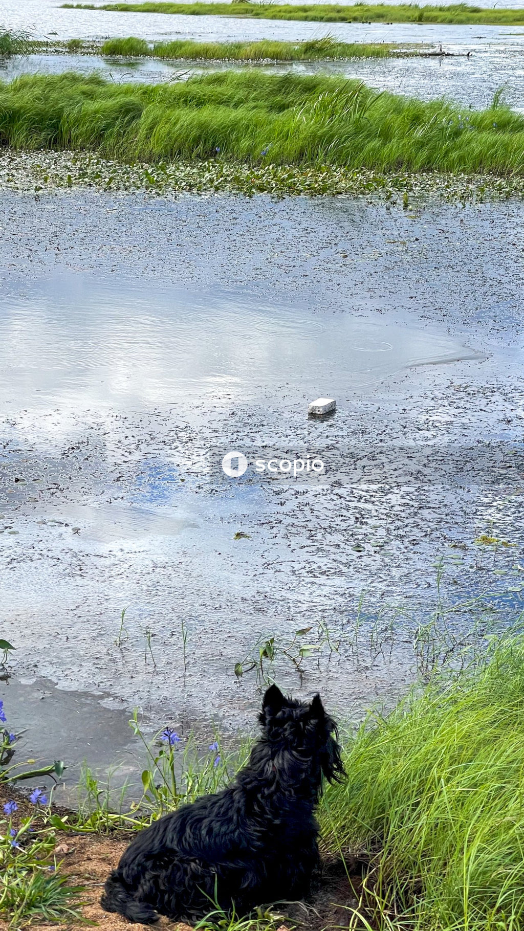 Black and white cat on water