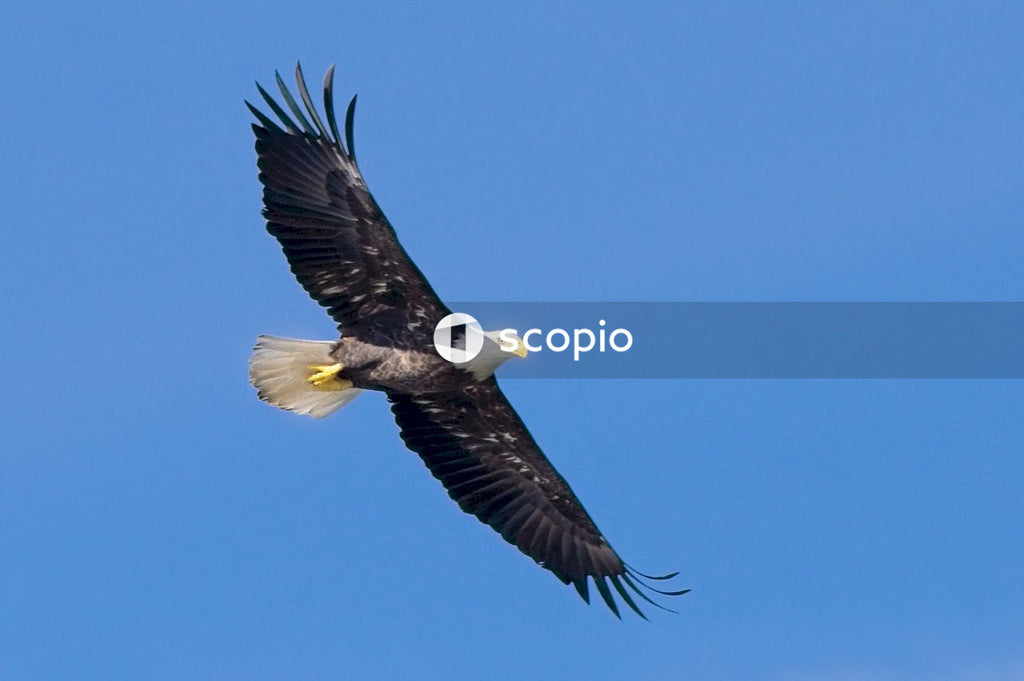 Black and white eagle flying