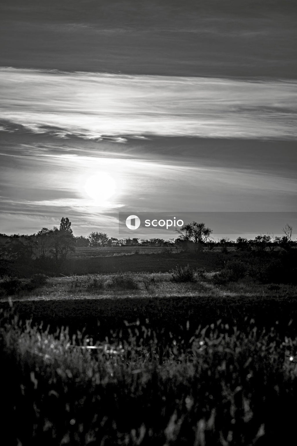 Black and white grass field during sunset