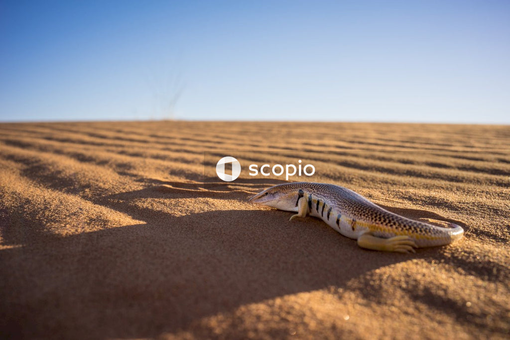 Black and white lizard on brown sand