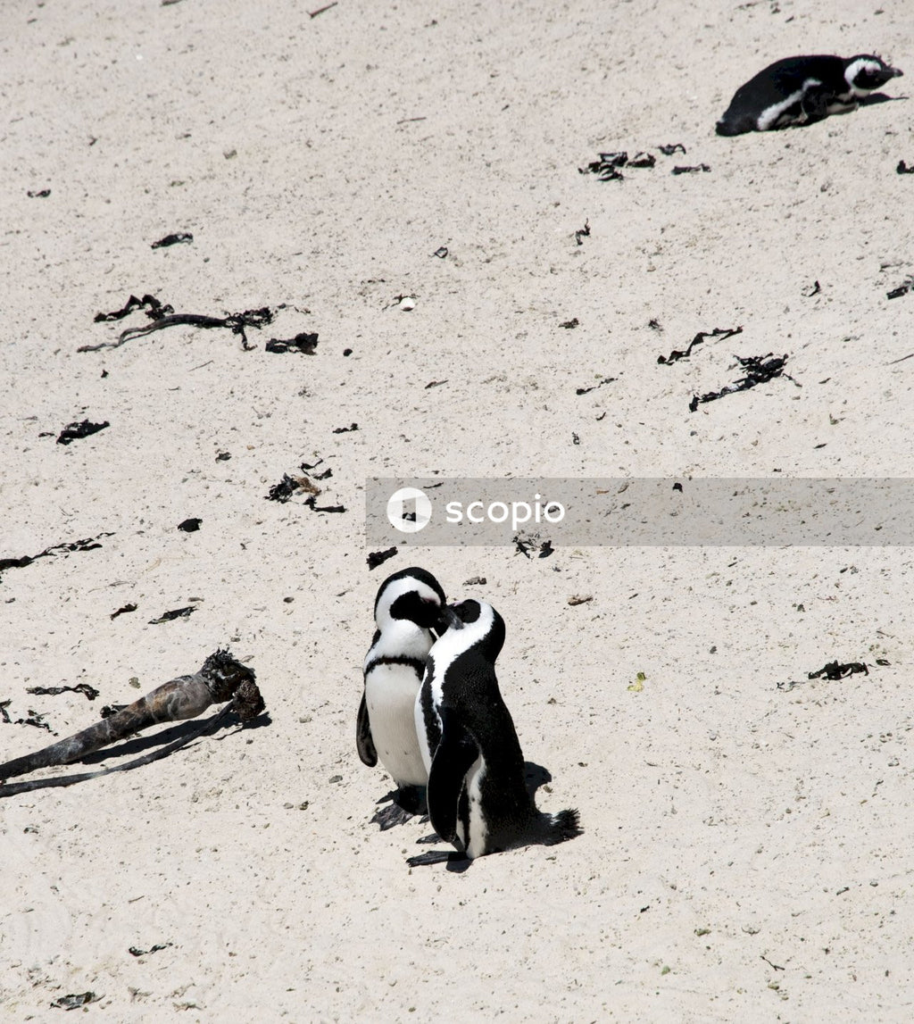 Grayscale photo of two penguins kissing on brown sand