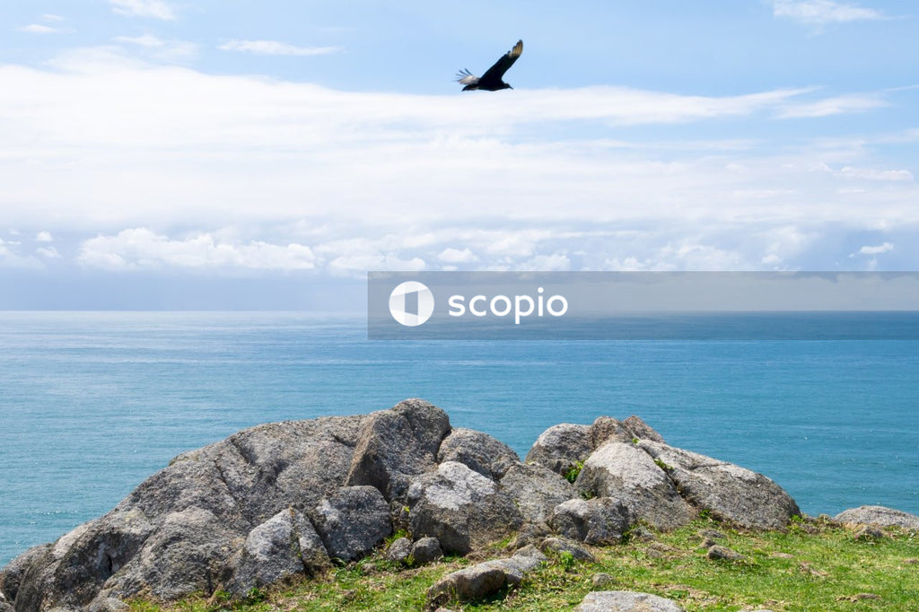 Black bird flying over the sea