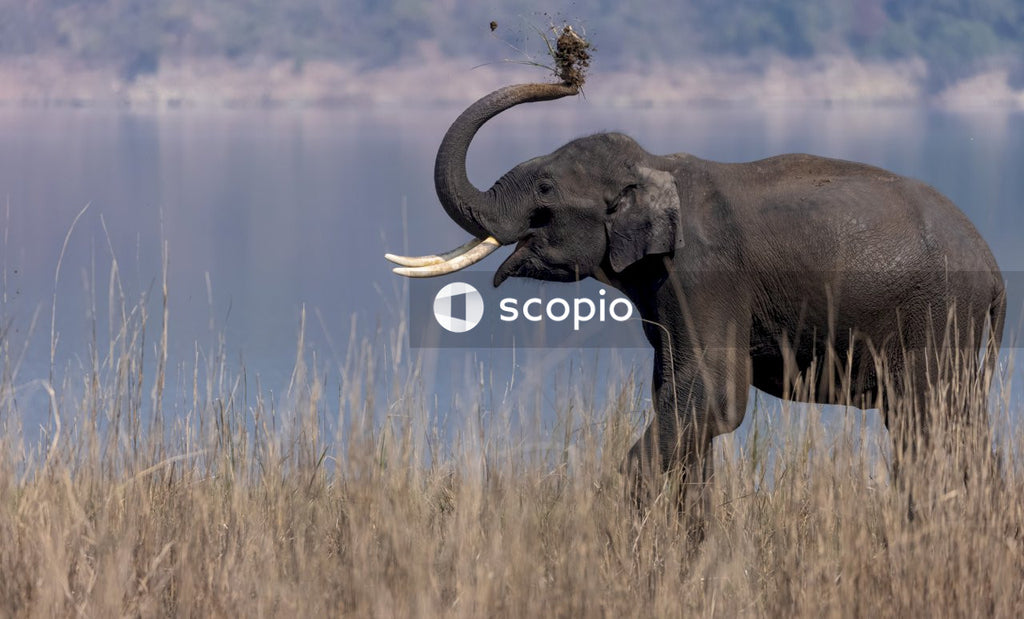 Black elephant on brown grass field
