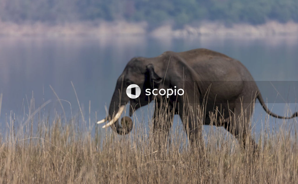 Black elephant on brown grass field