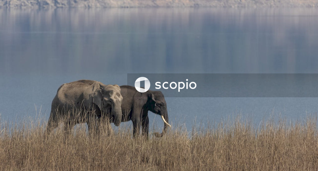 Black elephant on brown grass field