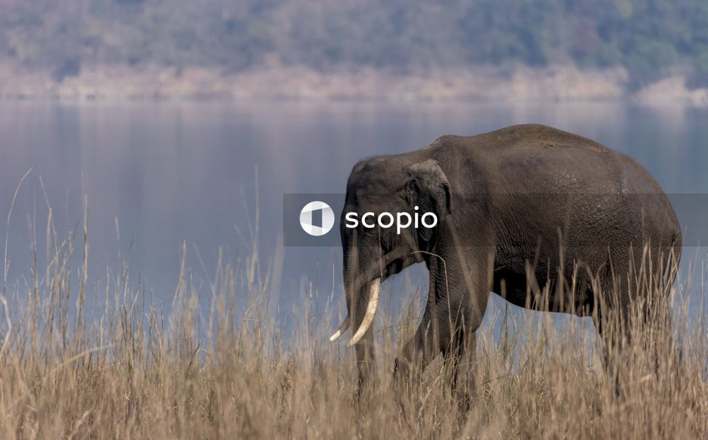 Black elephant on brown grass field