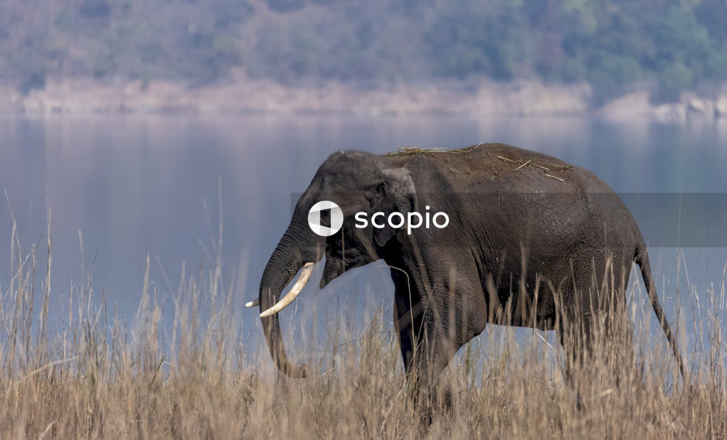 Black elephant on brown grass field
