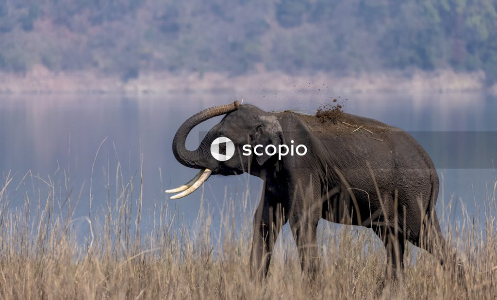 Black elephant on brown grass field