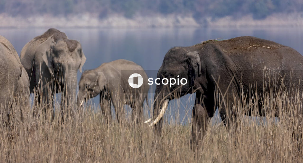 Black elephant on brown grass field