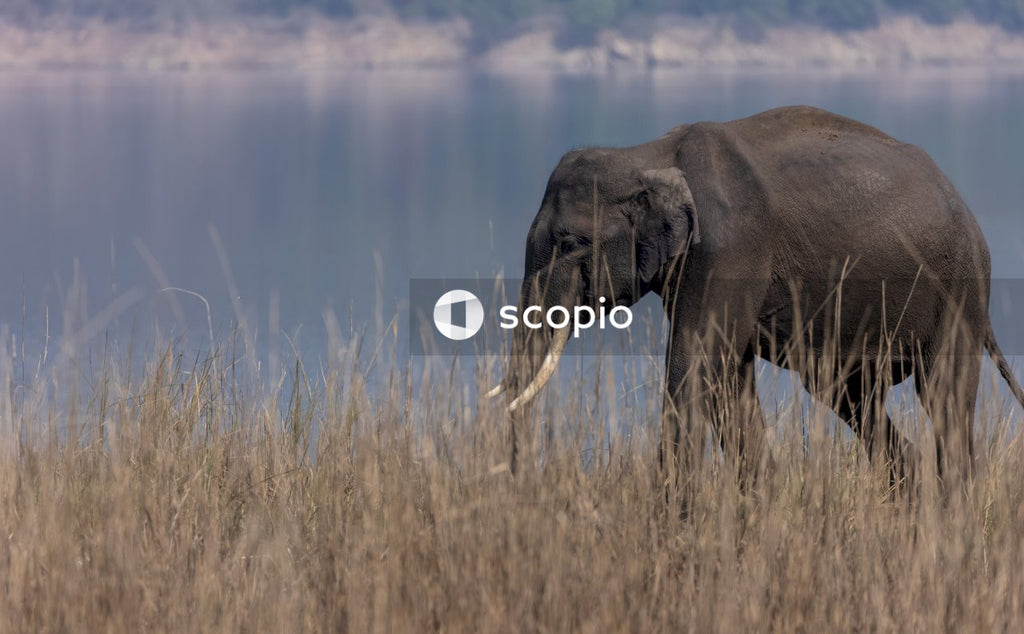 Black elephant on brown grass field