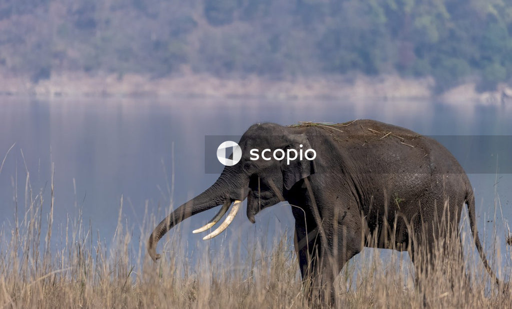 Black elephant on green grass field