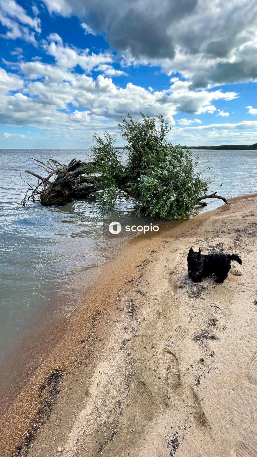 Black labrador retriever puppy on beach shore