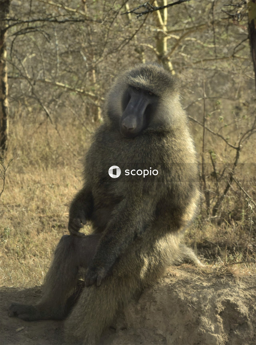 Black monkey sitting on brown grass