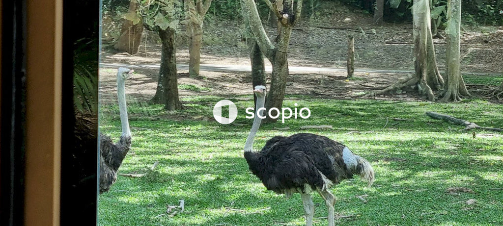 Black ostrich on green grass field