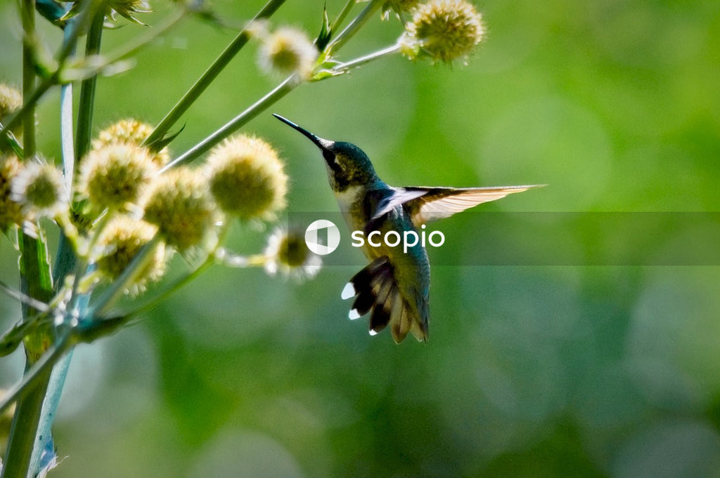 Blue and green hummingbird flying on green plant