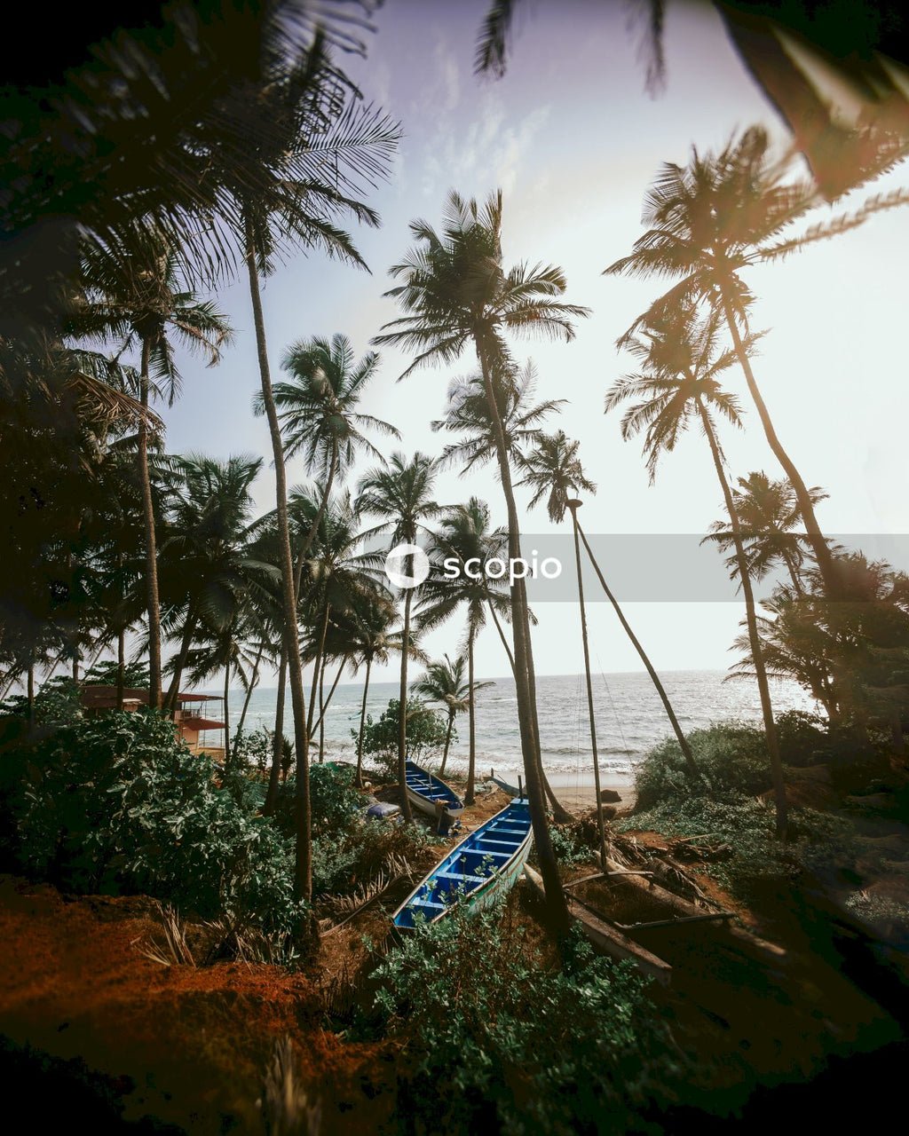 Blue and white hammock between palm trees