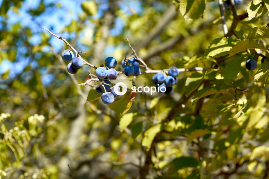Blue berries on green tree