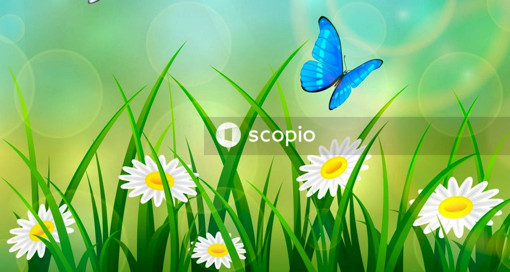 Blue butterfly on white daisy flower