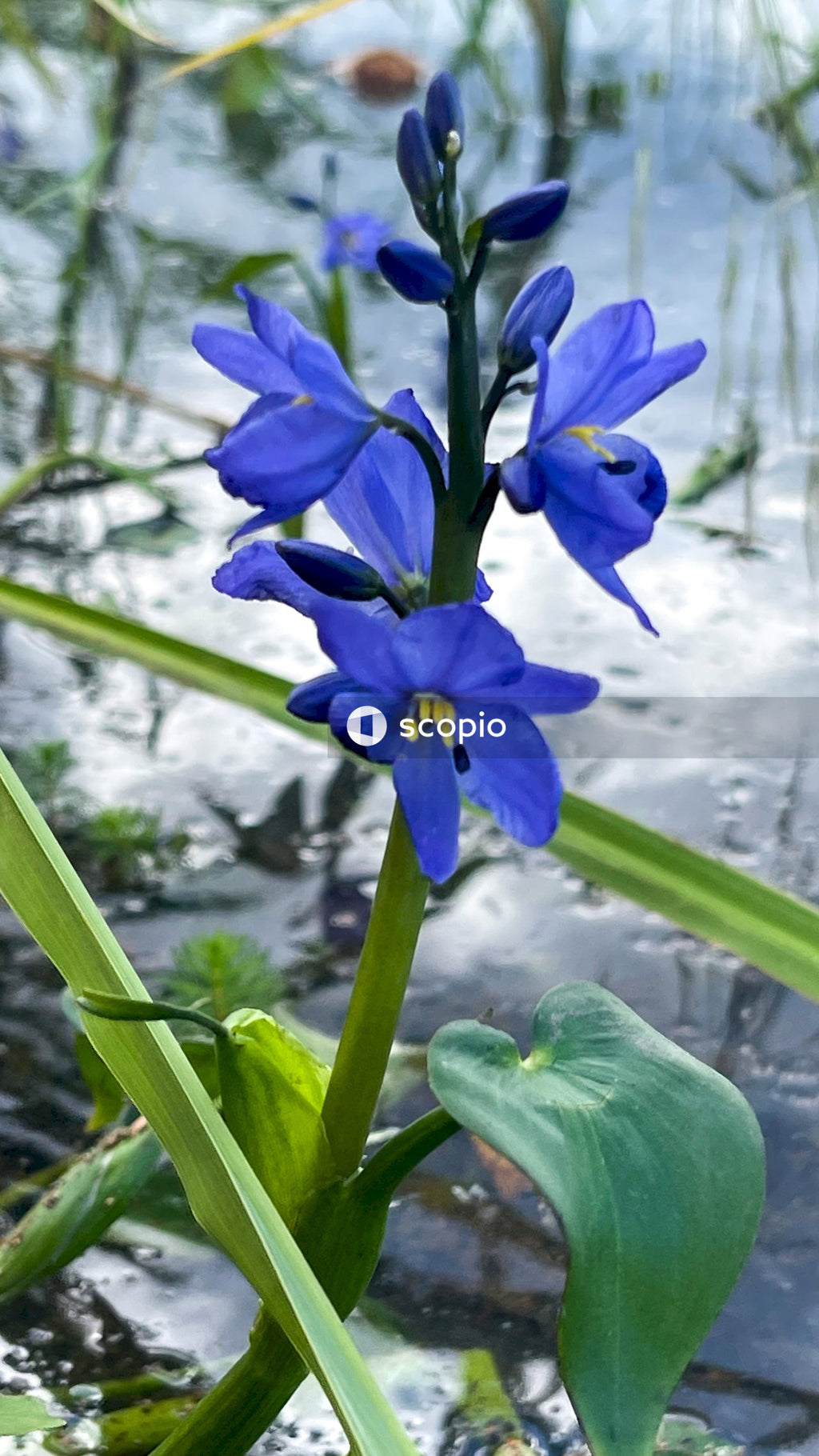 Blue flower in tilt shift lens
