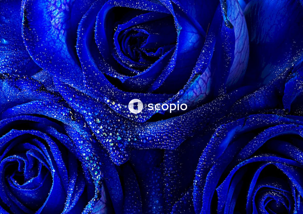 Blue rose in close up