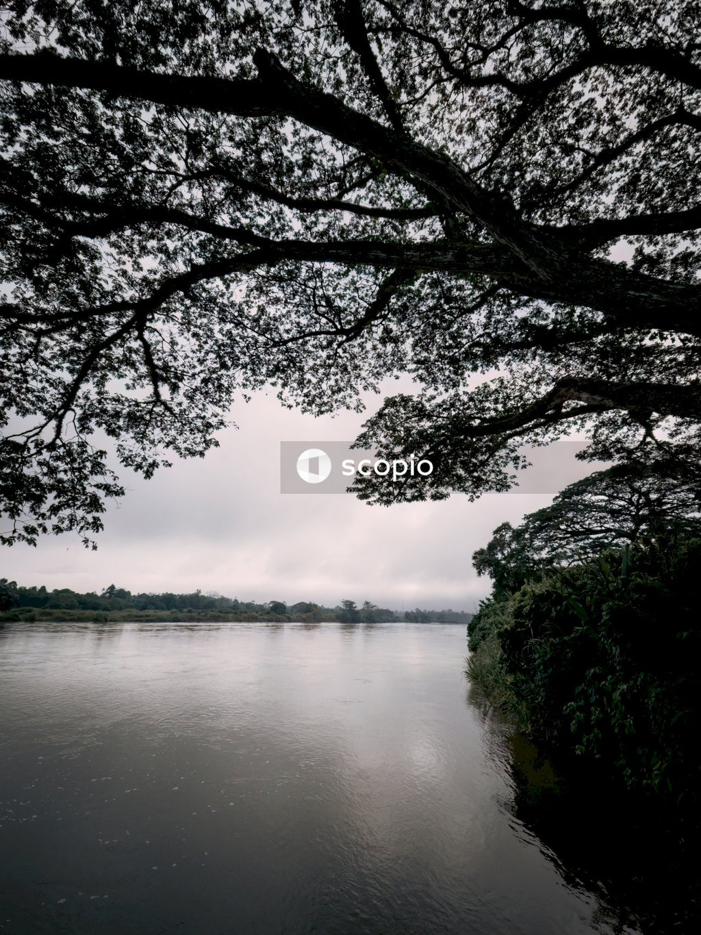 Body of water near trees